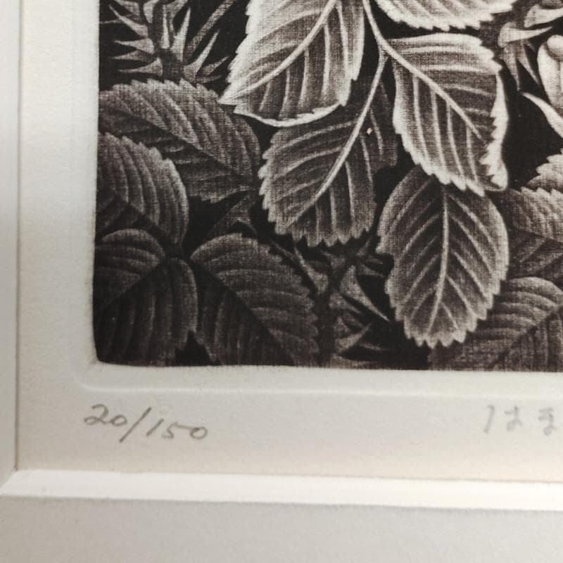 ☆林 董子☆「はまなす」銅版画　八ツサイズ　ED20/150　未使用！