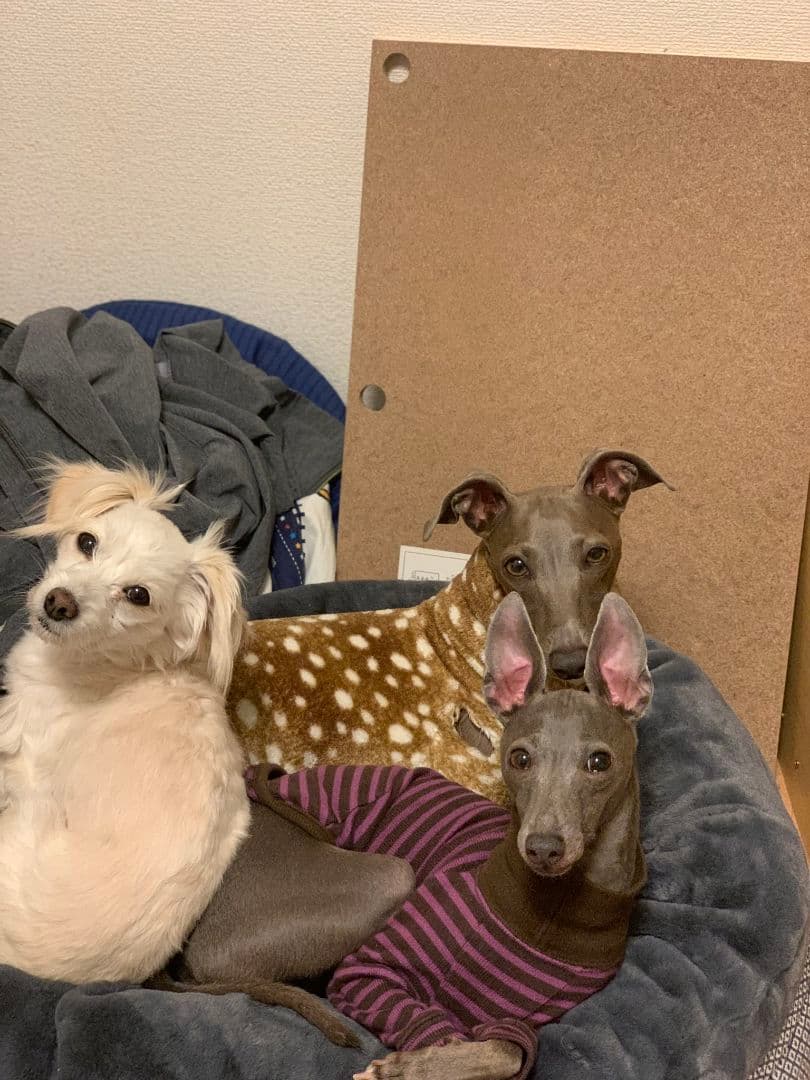 コトノハミドリさん専用です