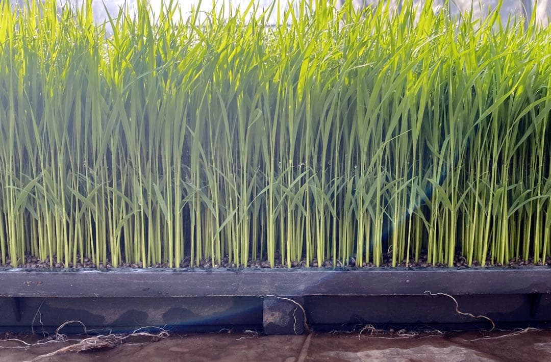 令和７年度産　熊本県産　くまさんの輝き　30kg 玄米　お米　農家直送