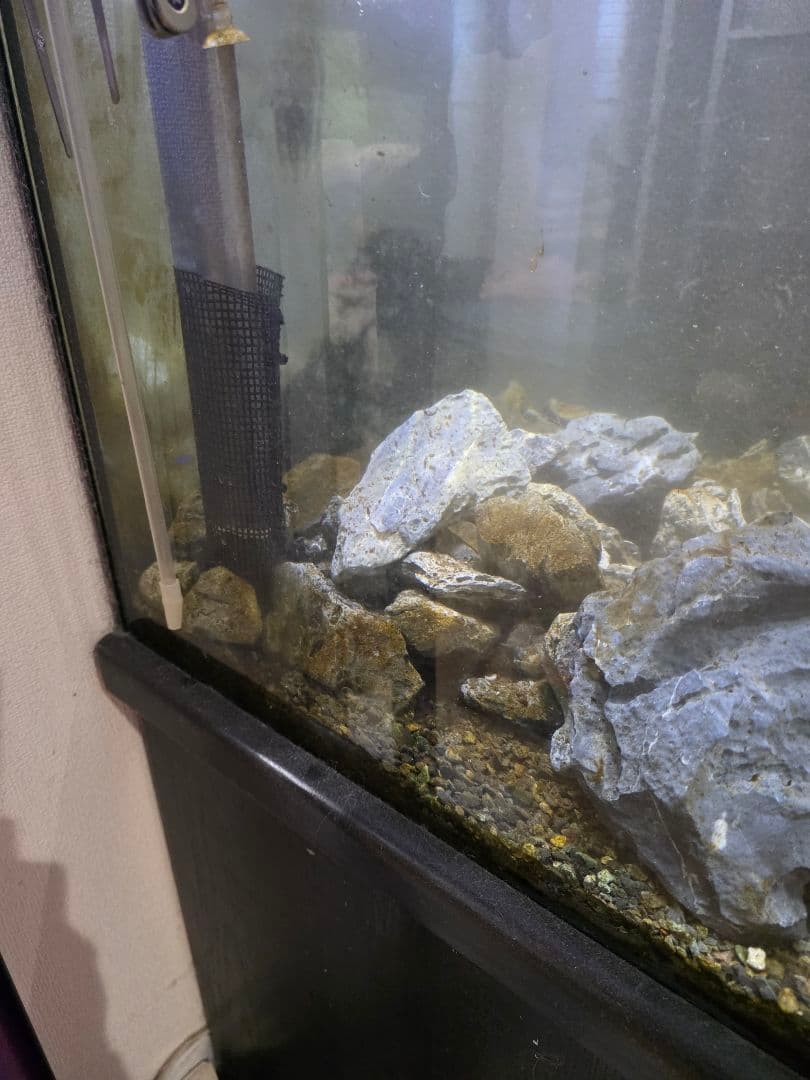 オーバーフロー水槽セット　マフィード