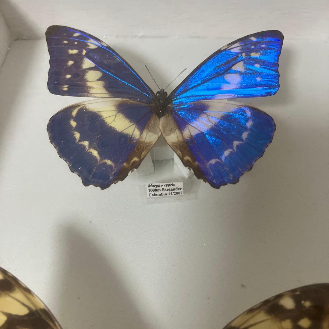 （稀）美麗キプリスモルフォペアー