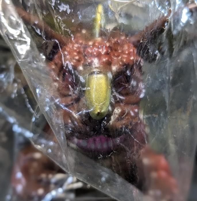 バラゴン＋山小屋（マーミット）ビニパラベビー未開封ソフビフィギュア