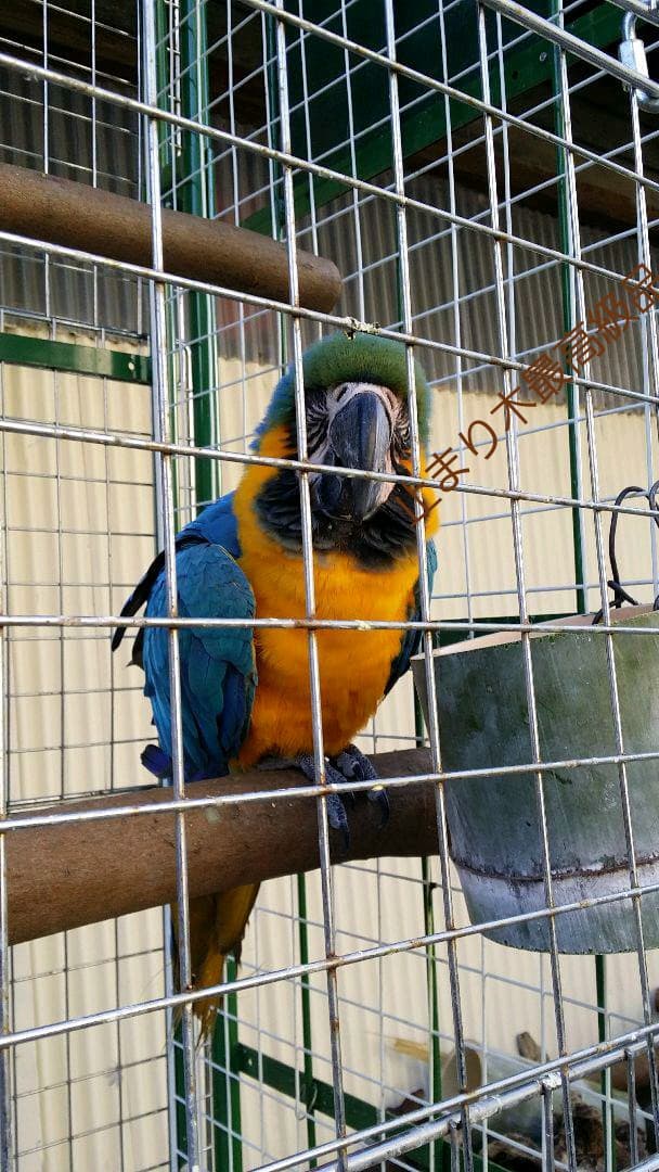 オウムスタンド&止まり木(コメント用)