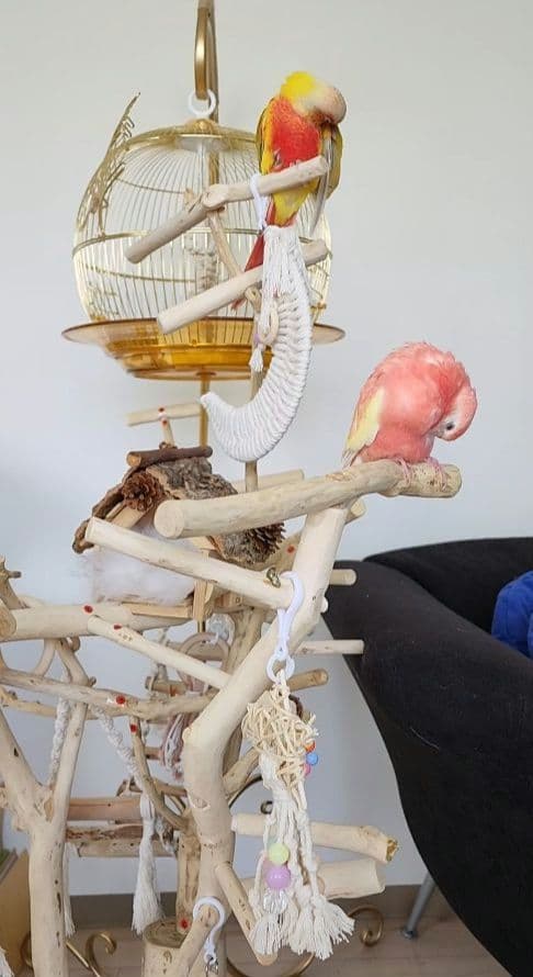 鳥かご ケージ スタンド セット インコ