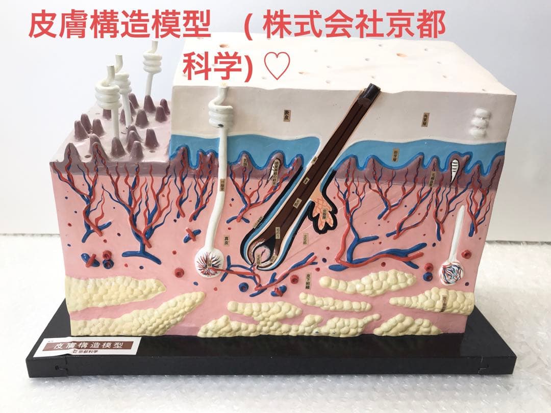 皮膚構造模型　( 株式会社京都科学) ♡