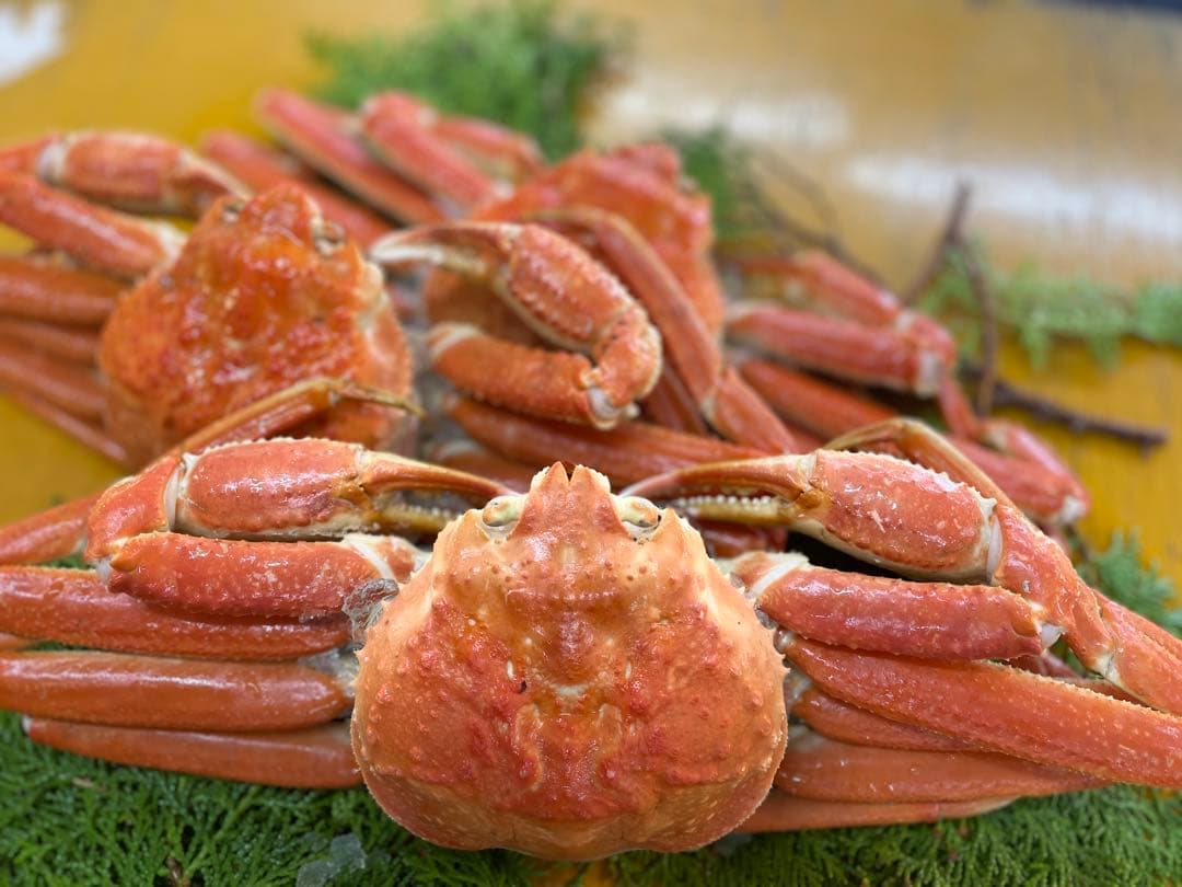 冷凍ボイル　本ズワイガニ5尾/総重量3.0kg