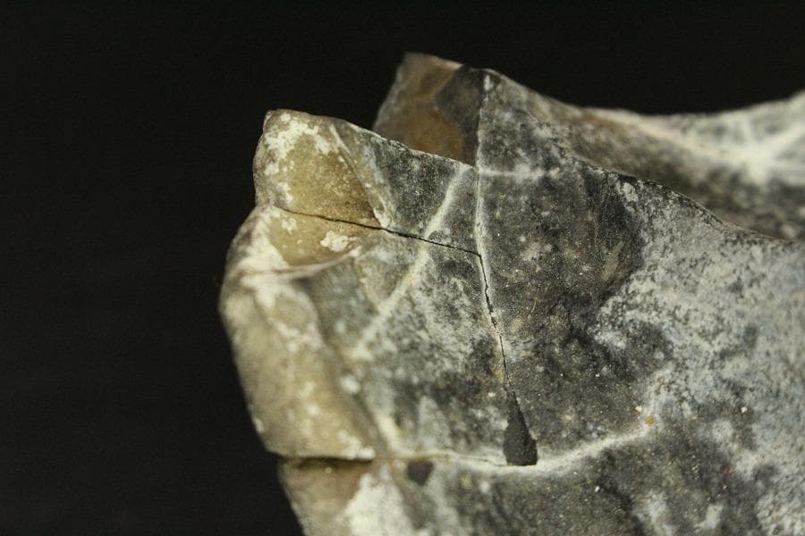 馬蹄石 夕凪観音 石仙 姿石 盆石(A598)