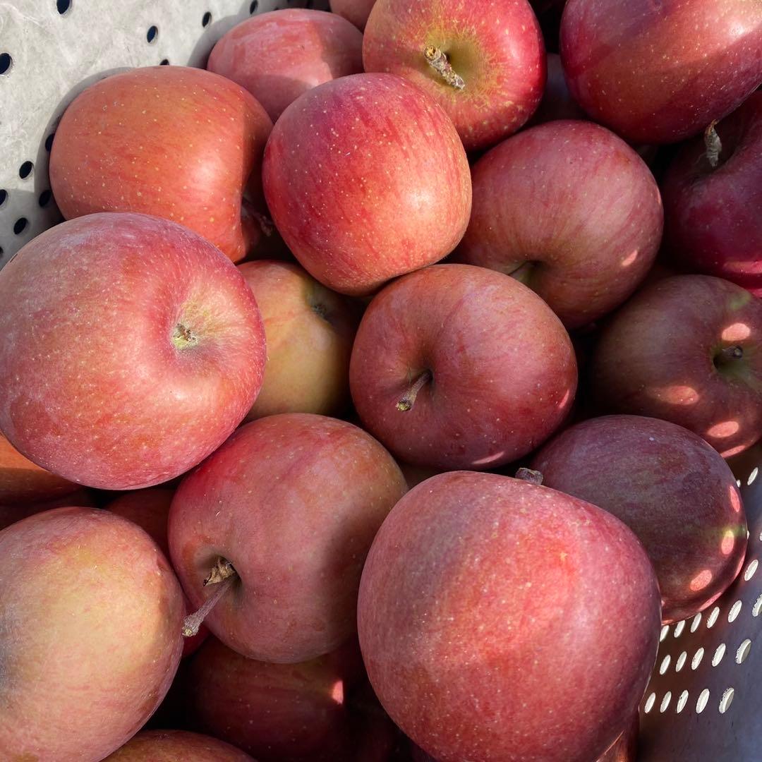 長野県産 加工用りんご 摘果りんご サンふじ 20kg 大量 スムージーに 2