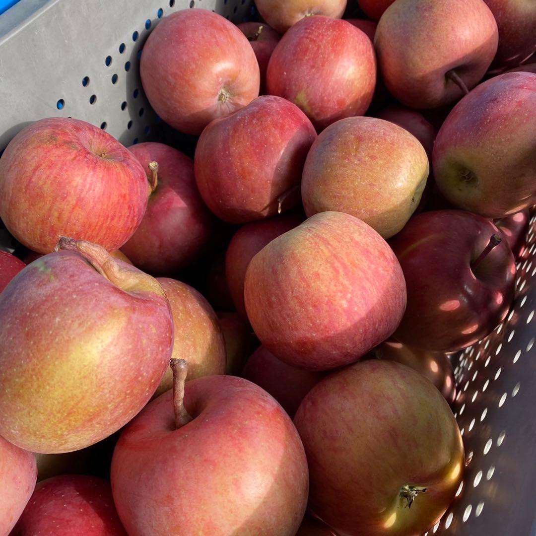 長野県産 加工用りんご 摘果りんご サンふじ 20kg 大量 スムージーに 2