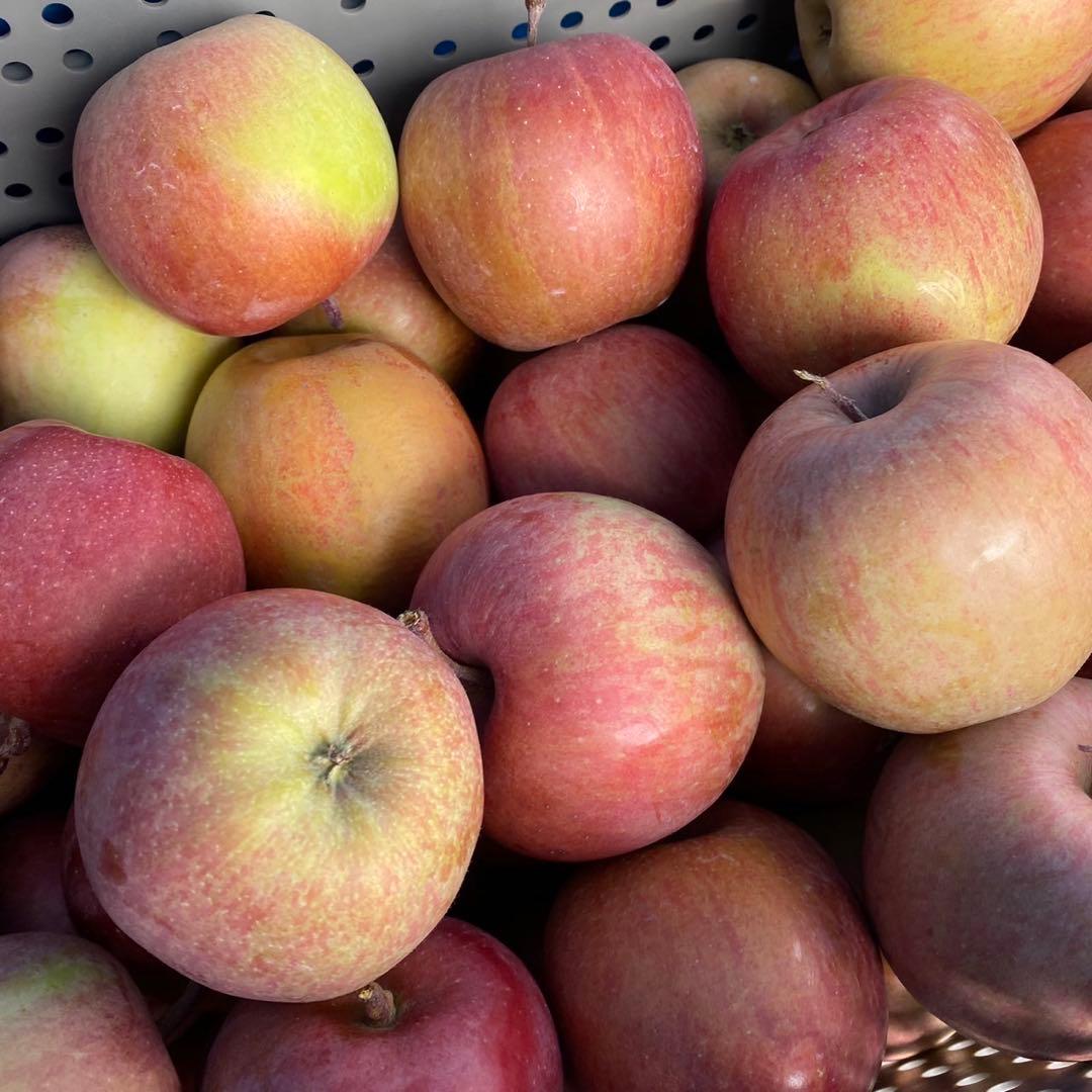 長野県産 加工用りんご 摘果りんご サンふじ 20kg 大量 スムージーに 2