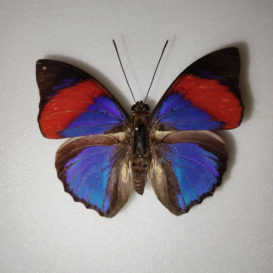 ナルキッサスミイロタテハ　♂　ブラジル　オビドス産　美麗