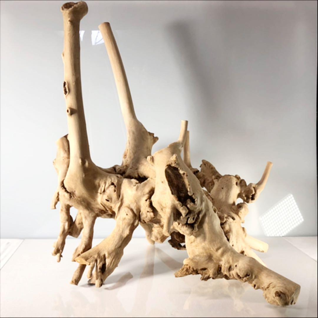 アクアリウム 流木 インテリア