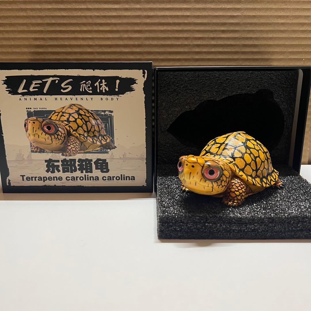 【動物の惑星】LET’S爬体！　トウブハコガメ