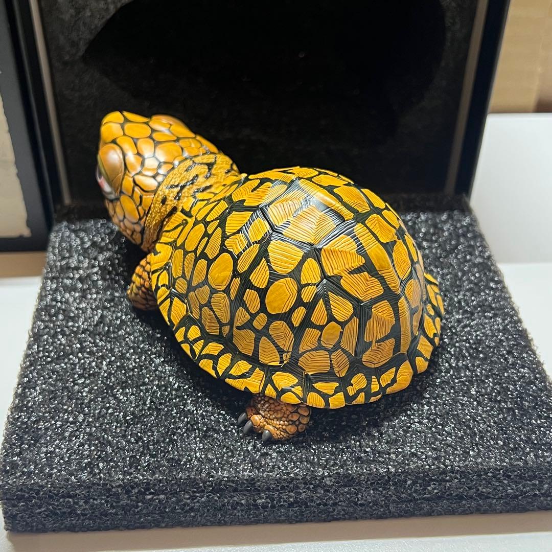 【動物の惑星】LET’S爬体！　トウブハコガメ