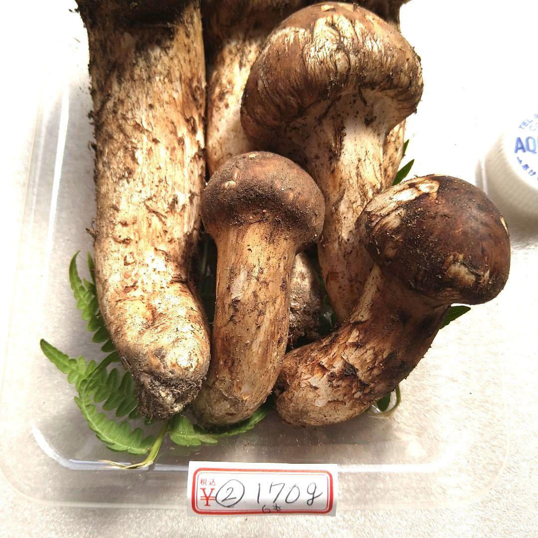 南信州産松茸170g（パック込み）
