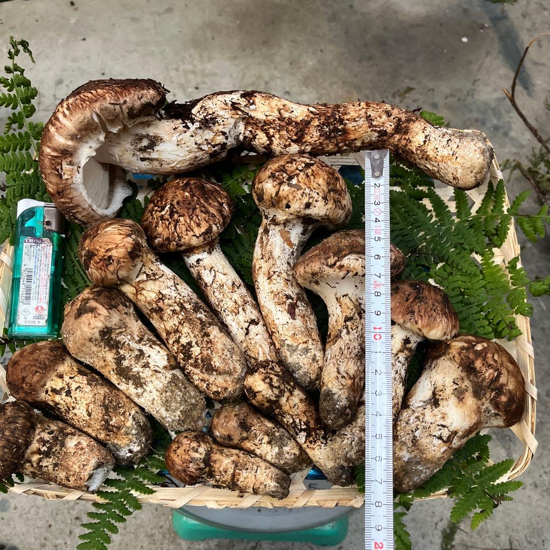 信州産　松茸　約800g 10/25採取