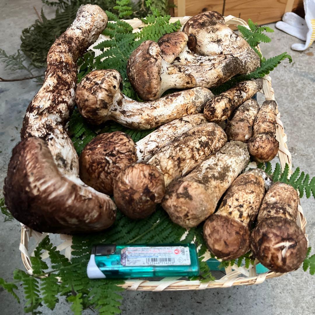 信州産　松茸　約800g 10/25採取