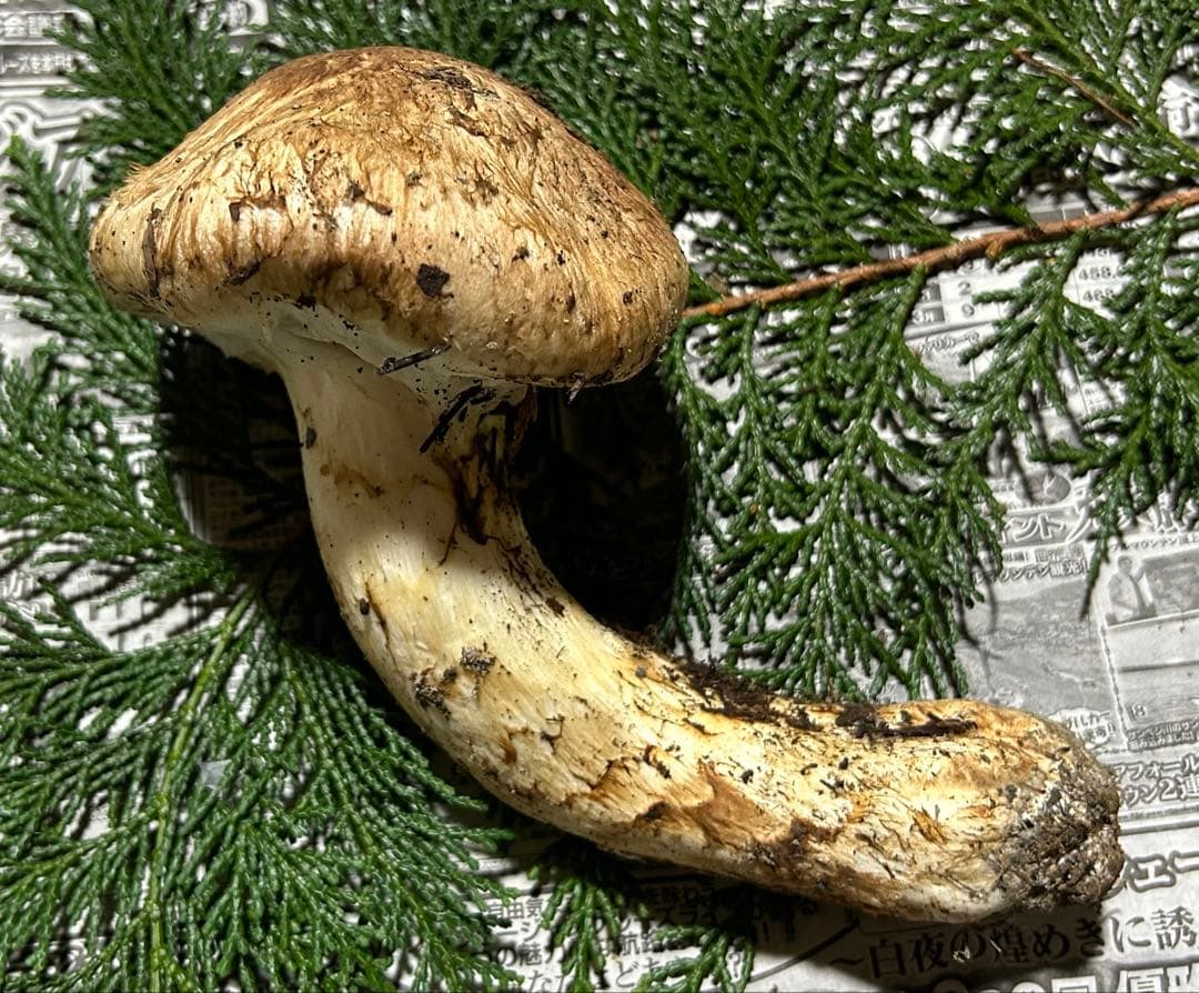☆信州産松茸☆今現在約170グラム☆まつたけ☆クール便送料着払い☆国産松茸☆J☆