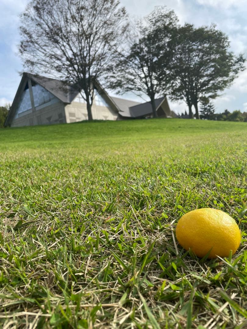 和胡弓紅木　弓　付属品