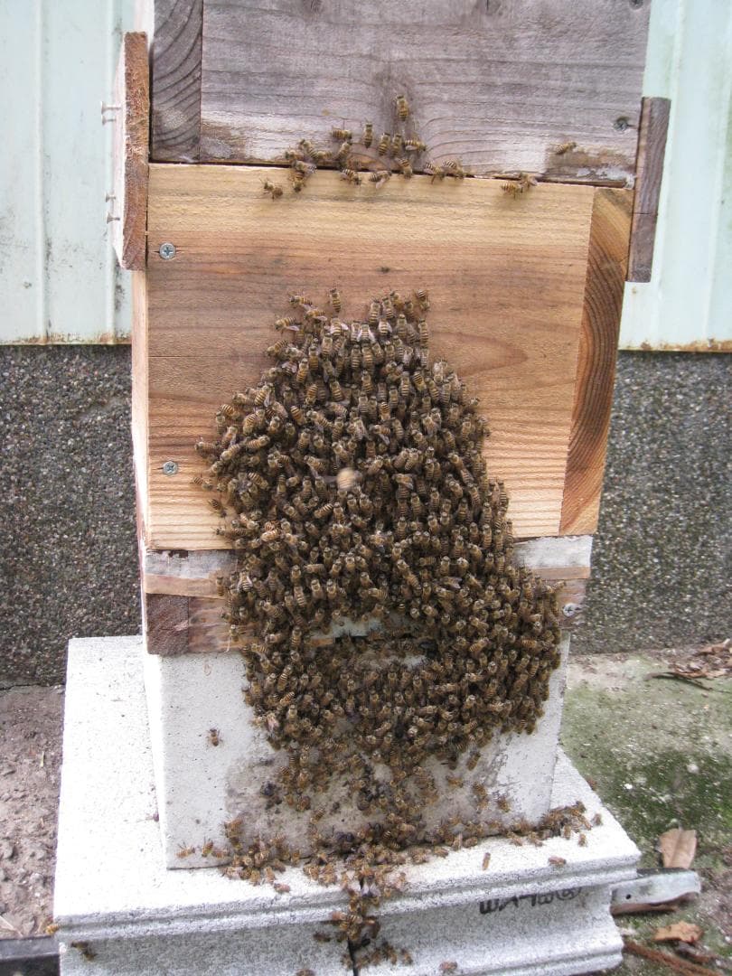 リーさん専用品『100％純粋春蜜４瓶＋秋蜜１瓶セット』