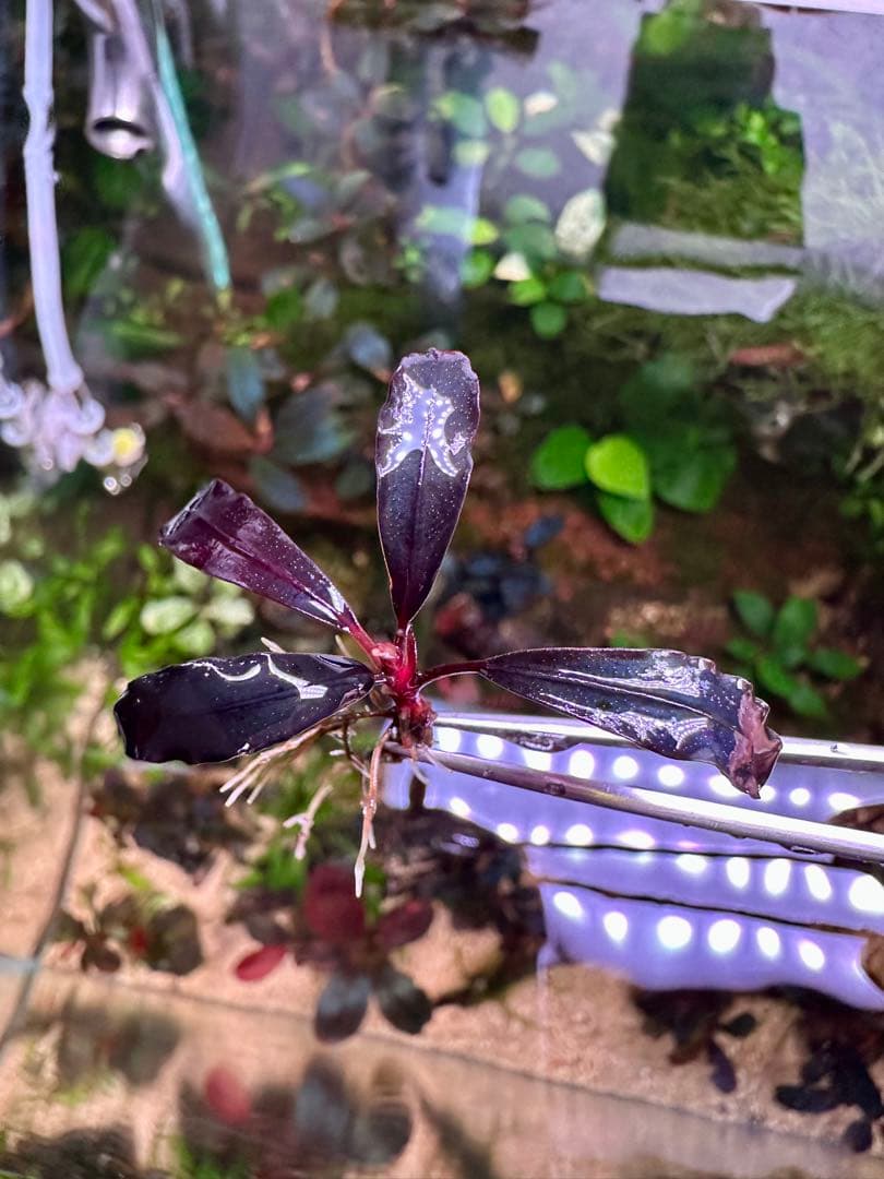 爆睡 sp.ブラウニーゴーストカリマンタン　2株