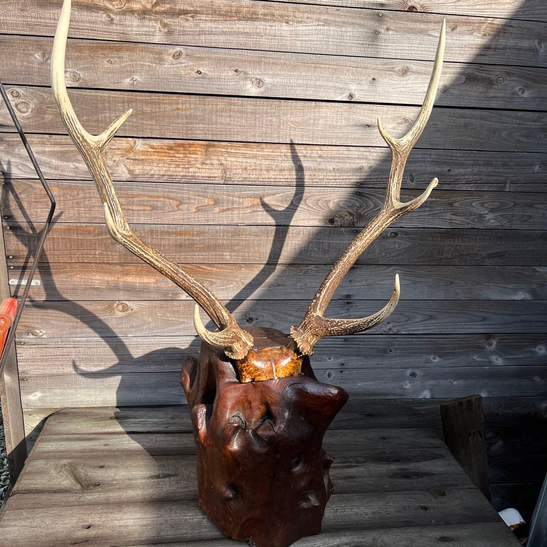 ヴィンテージ迫力満点！鹿ツノ丸太