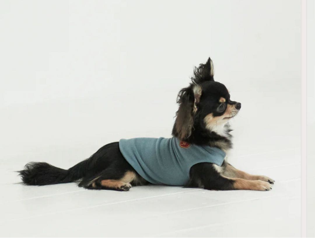 dytem palm SAX BLUE Sサイズ DYTEM