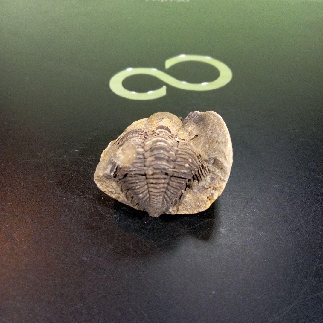 三葉虫　化石　fossil　ボリビア産　トライロバイト　三葉虫個体⑤