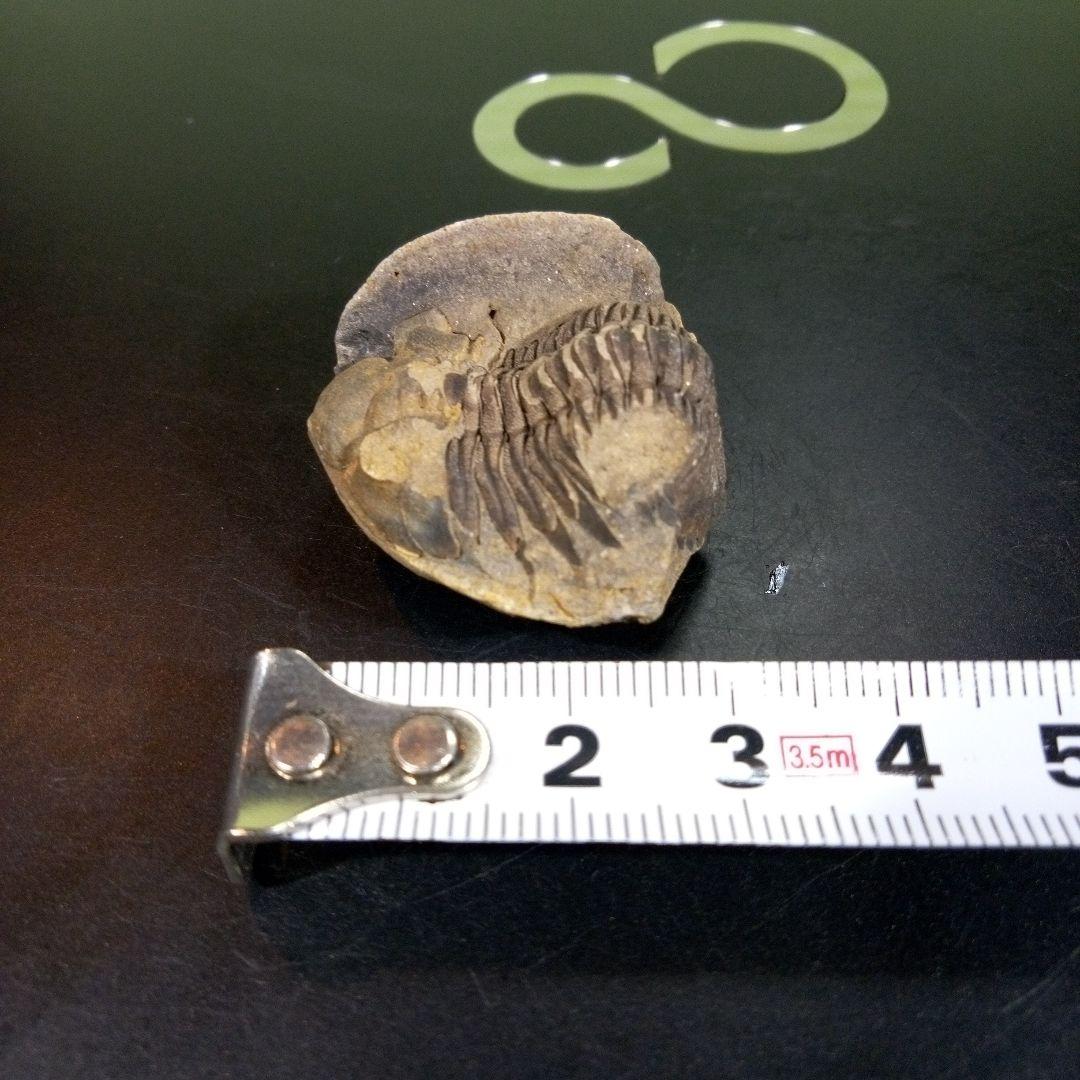 三葉虫　化石　fossil　ボリビア産　トライロバイト　三葉虫個体⑤