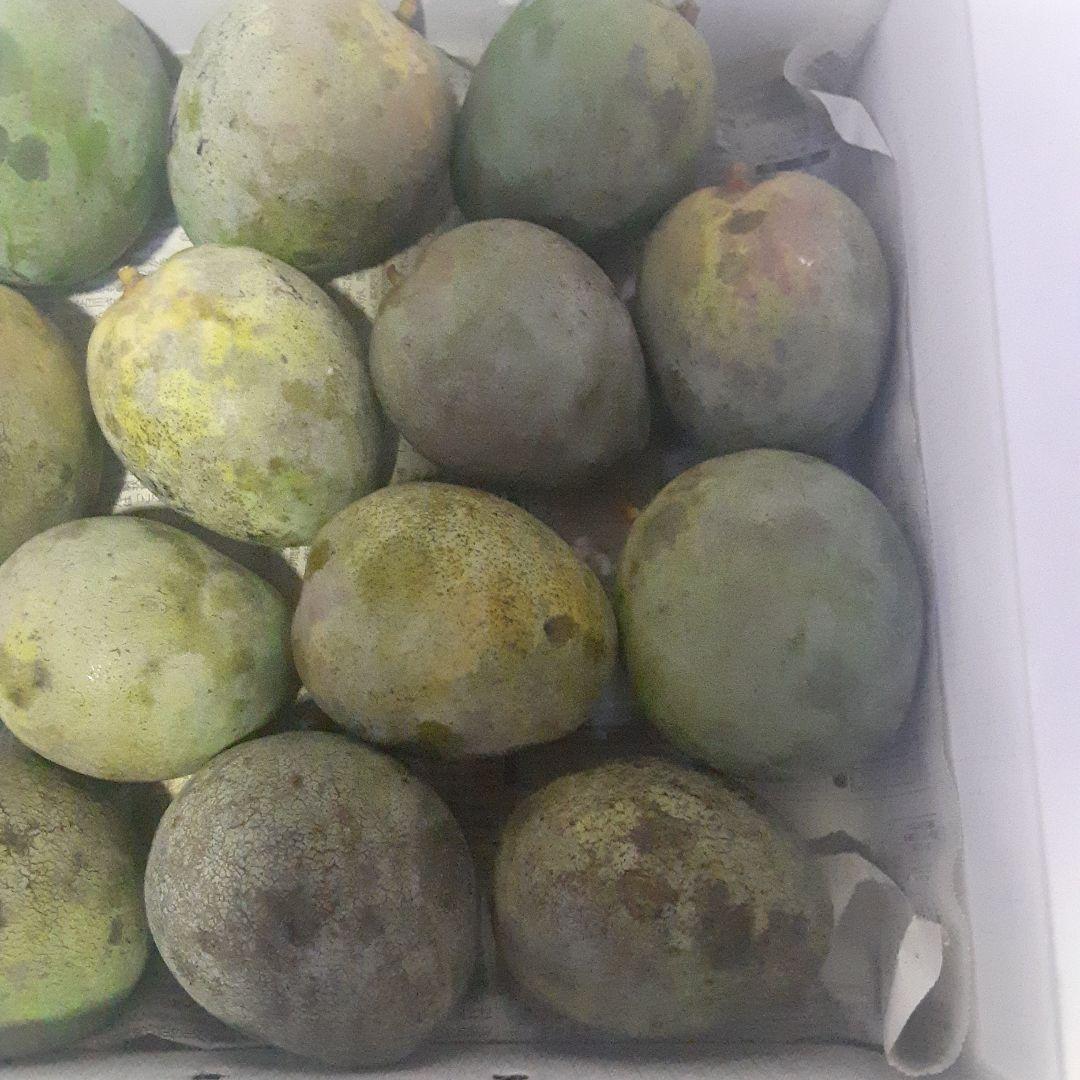 キーツマンゴー6㎏②