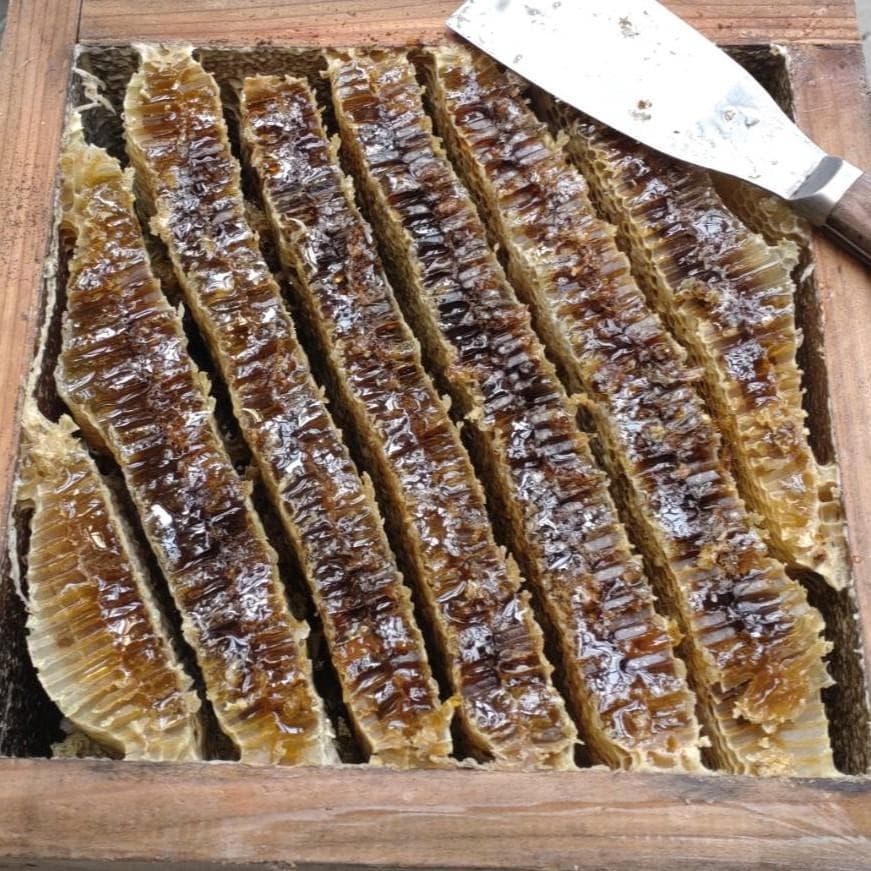 天然 日本みつばち はちみつ 500g×2本 非加熱 百花蜜 生ハチミツ 新蜜