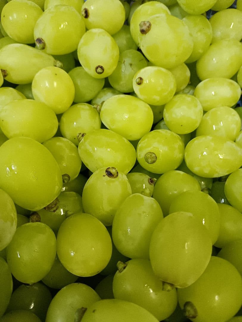 シヤインマスカット大粒グリーン多め入り３キロパック入りになります。