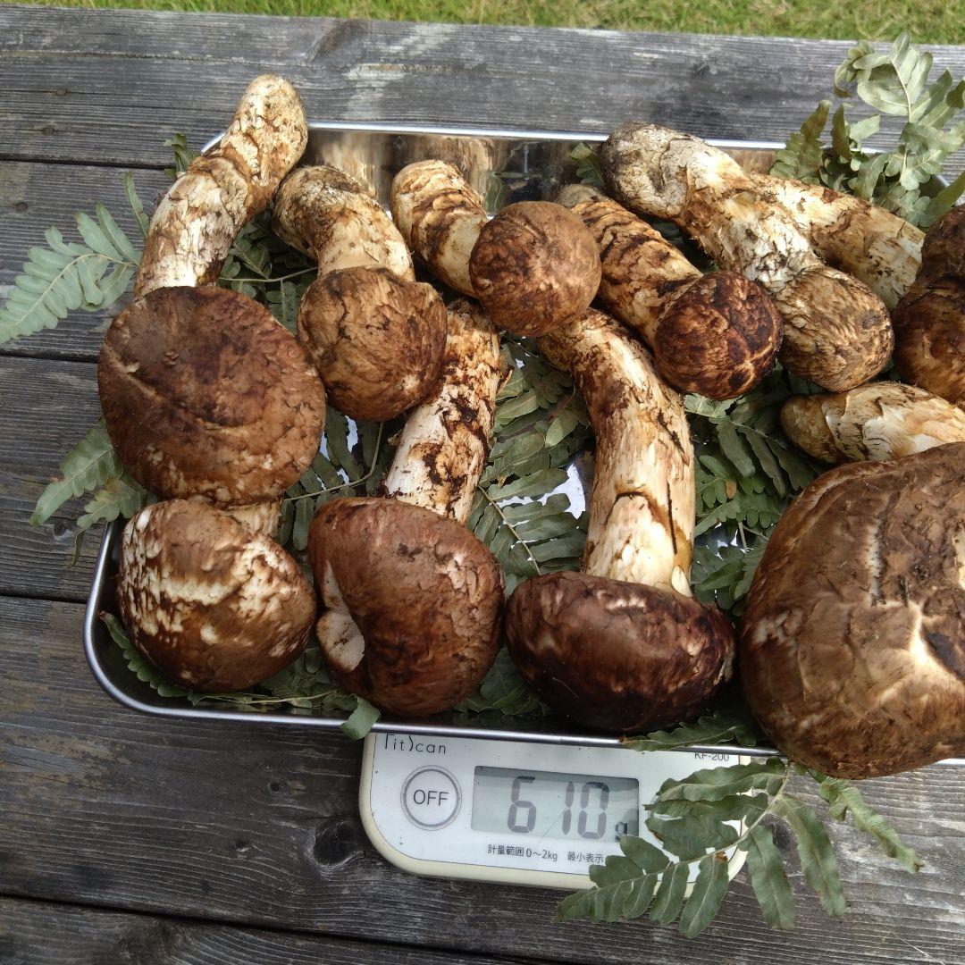 岩手県産マツタケ610g