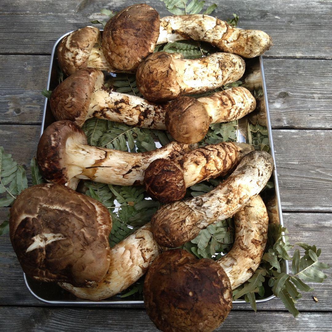 岩手県産マツタケ610g