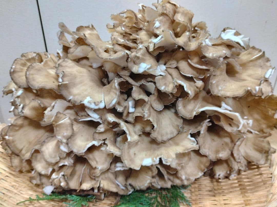 天然きのこ　マイタケ　舞茸　約2.1kg　きのこ　天然舞茸　今季最終