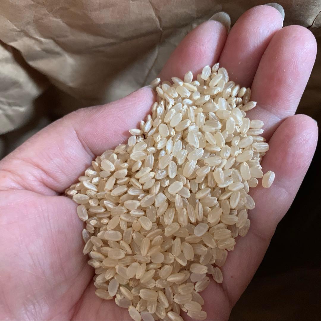 【kijimuna】　熊本県 自然栽培米 ひのひかり 玄米20kg