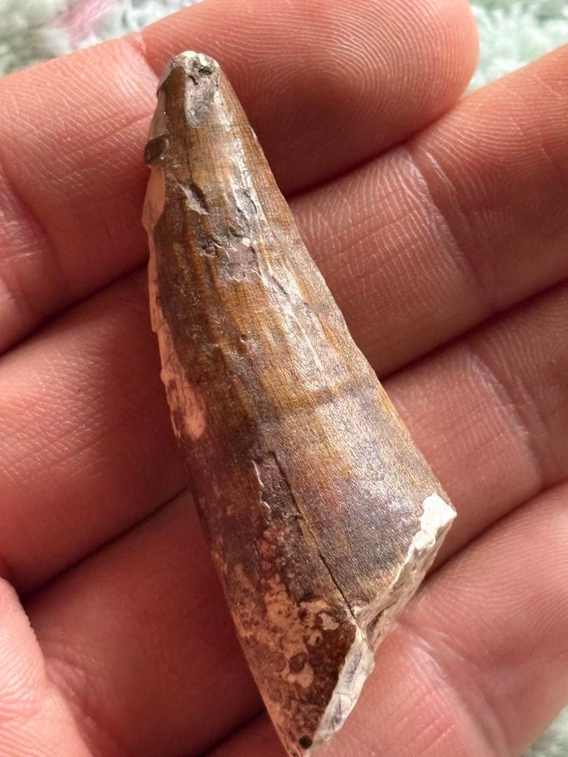 5.6cm 古代の巨大ワニ　サルコスクス　歯　化石