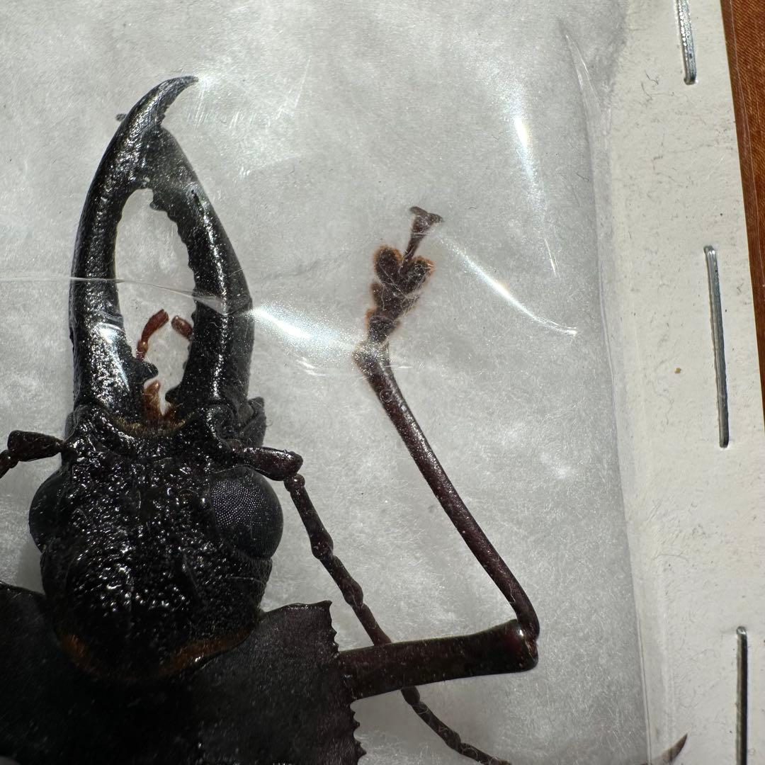 カストロオオキバウスバカミキリ　85mm