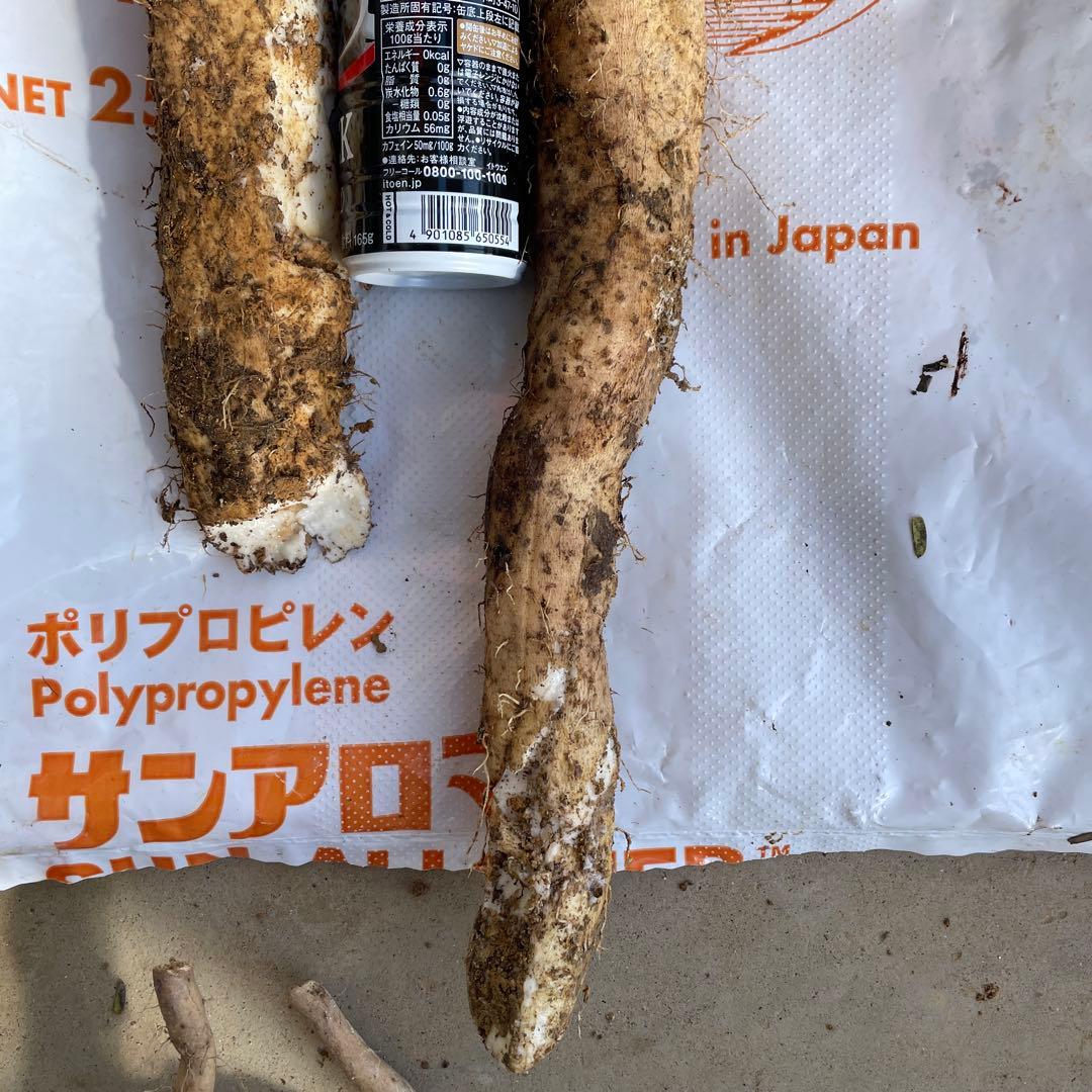 天然自然薯ーー1.7キローー1