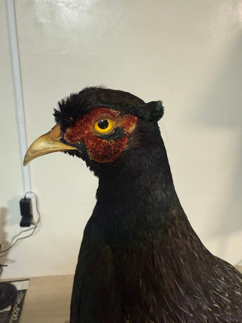 キジ剥製(西岡剥製工房)