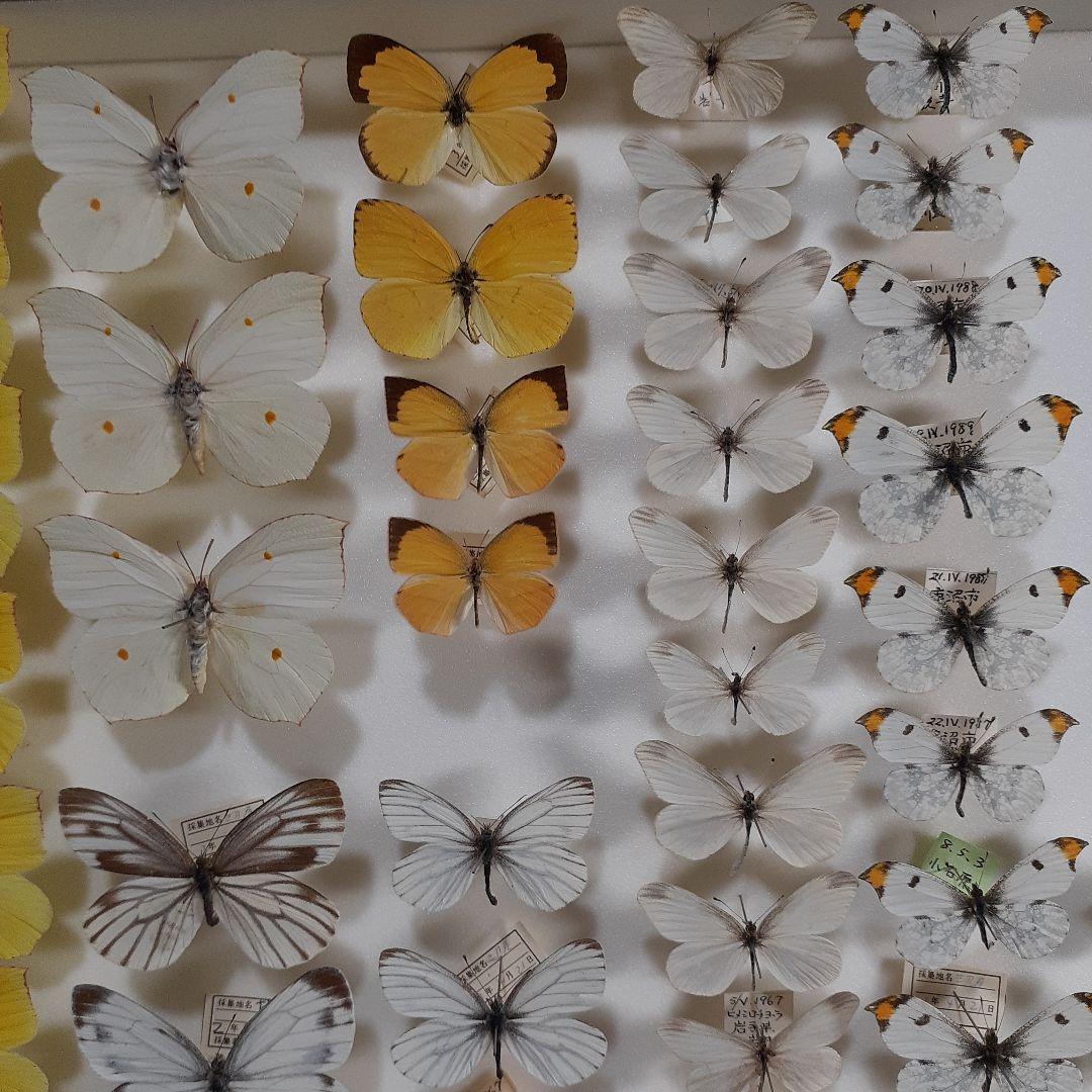 蝶標本　シロチョウ、ヒカゲチョウ類ほか20種156頭、大型ドイツ標本箱二箱入り