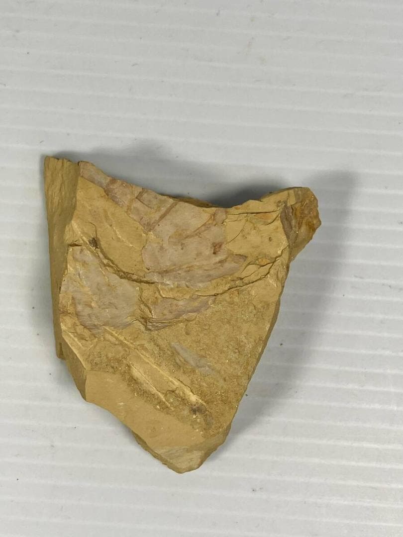 2007年初記載の超レア化石 Guangweicaris spinatus