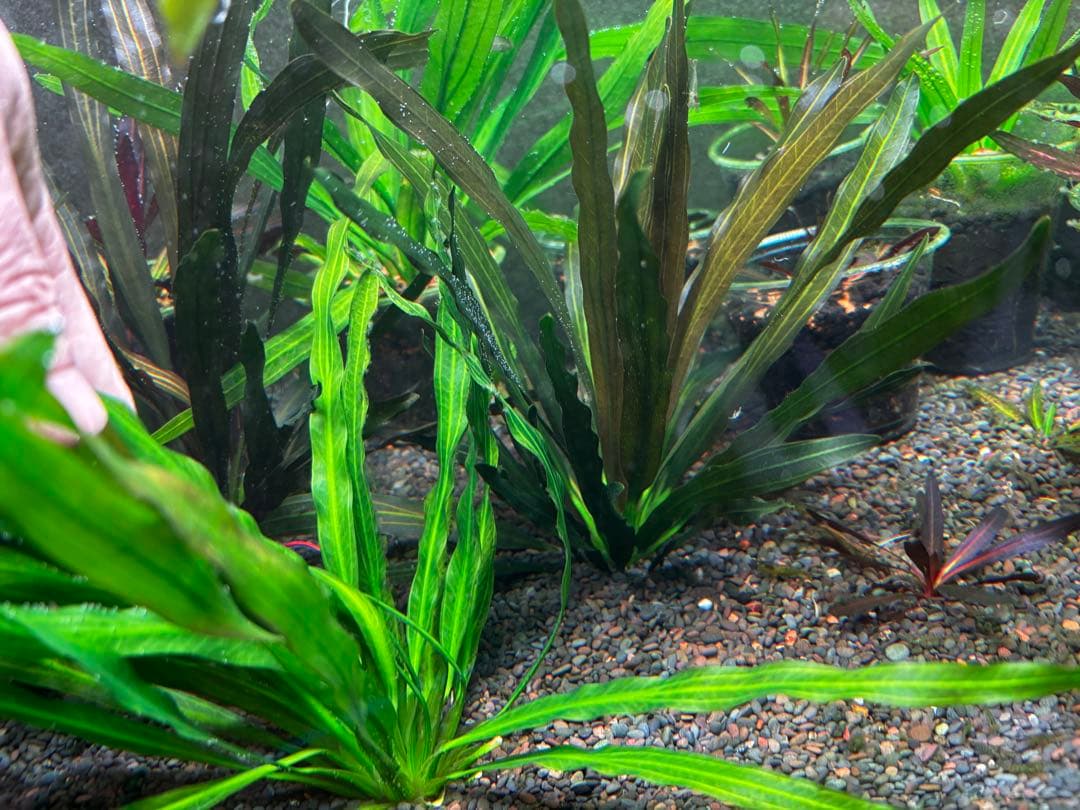 エキノドルス　ホレマニーオレンジ