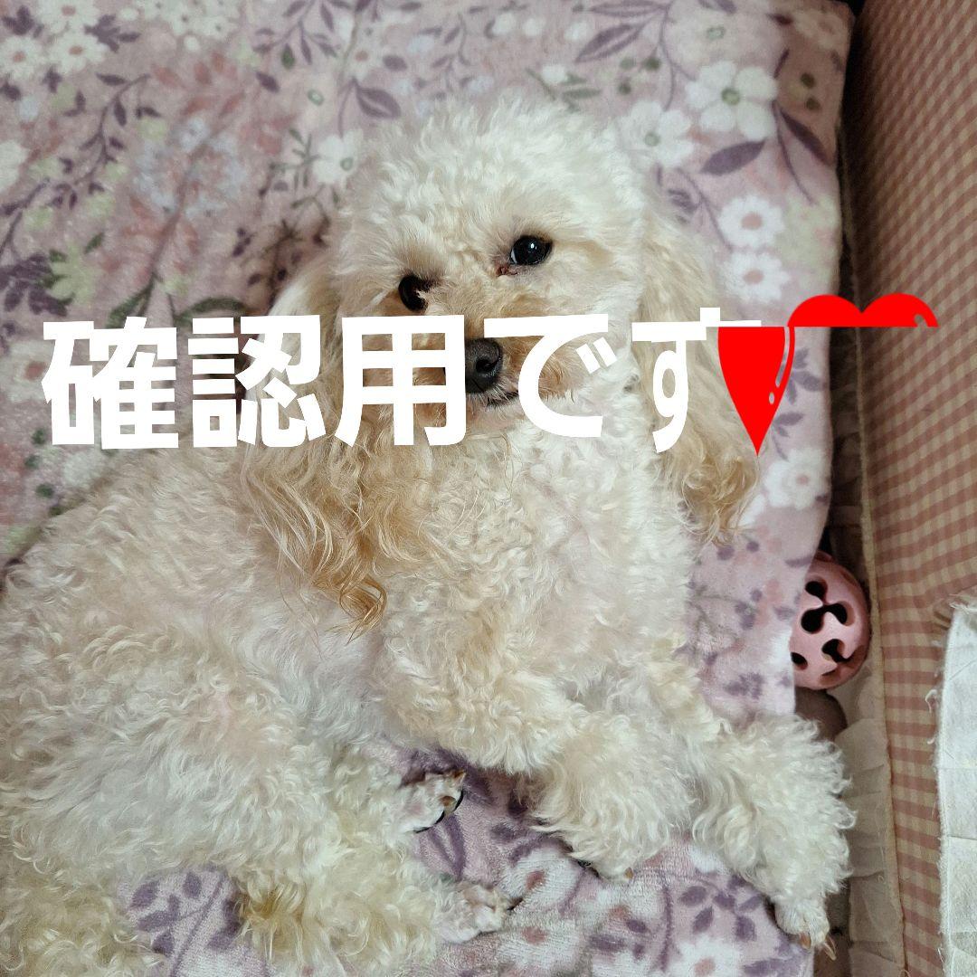 トイプードル 写真集