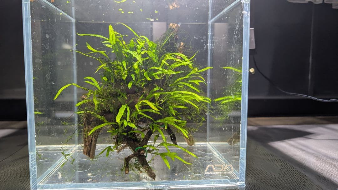 ミクロソリウムトライデントリーフ60葉以上が自然活着した2本組のブランチ流木