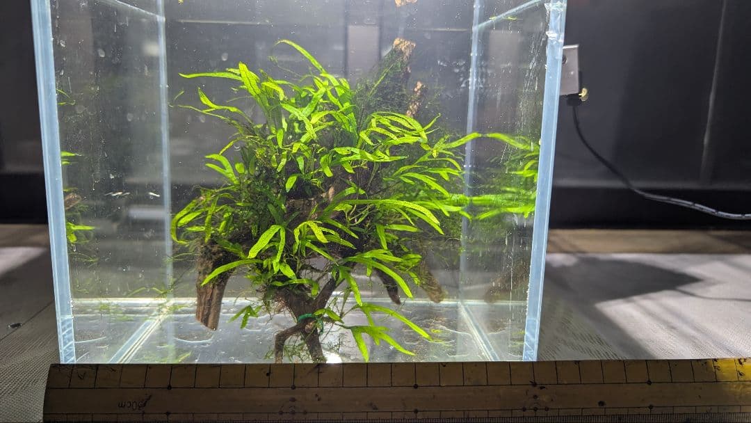 ミクロソリウムトライデントリーフ60葉以上が自然活着した2本組のブランチ流木