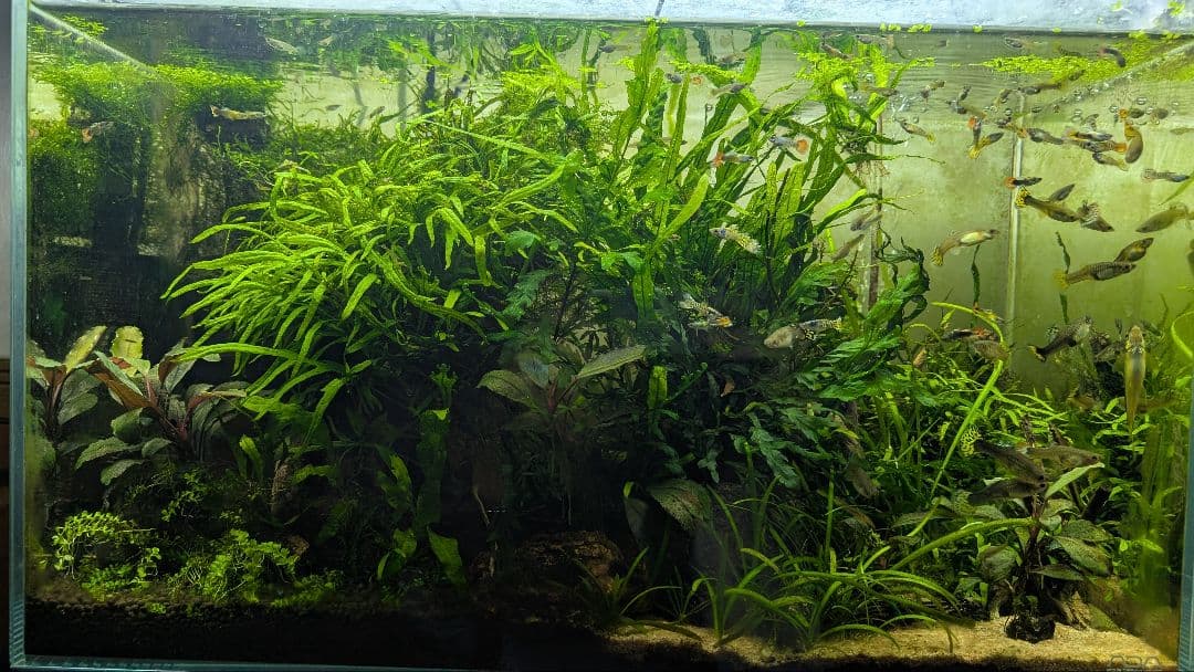 ミクロソリウムトライデントリーフ60葉以上が自然活着した2本組のブランチ流木