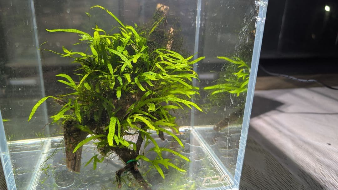 ミクロソリウムトライデントリーフ60葉以上が自然活着した2本組のブランチ流木