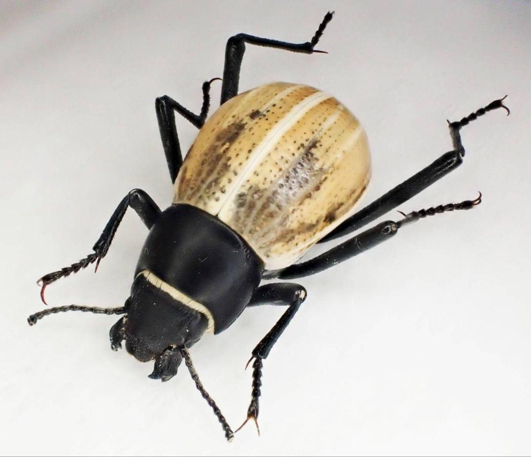 ナミビア産キリアツメの一種　ペア