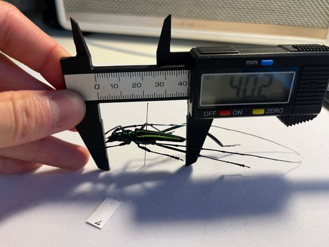 【40mm】アオカミキリの仲間 Chloridolum klaesii？ 標本